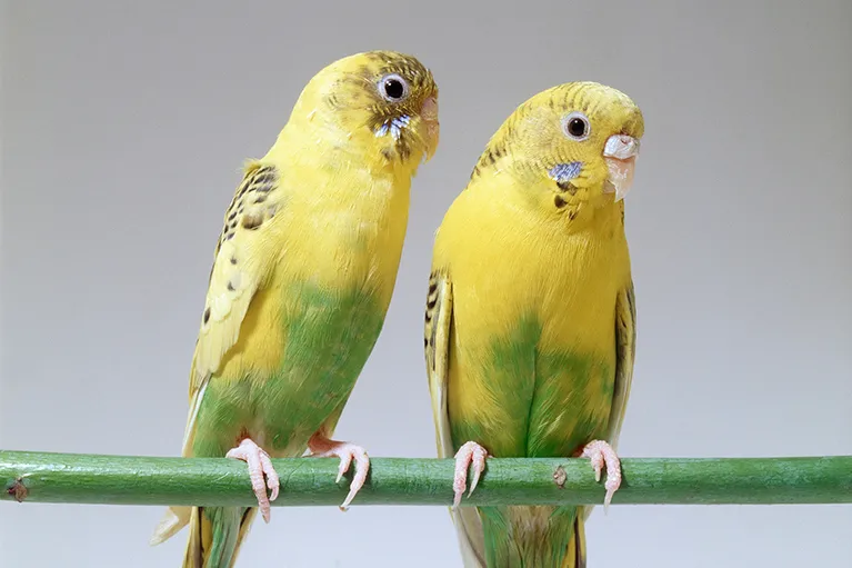 治療ができる鳥の種類について