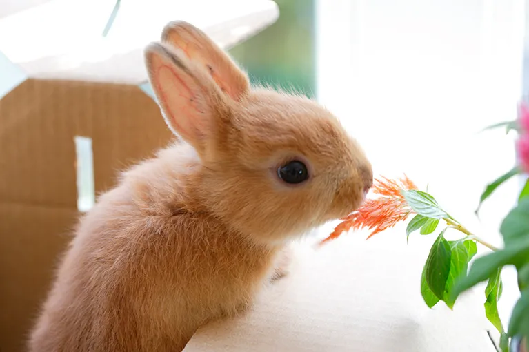 うさぎの病気について