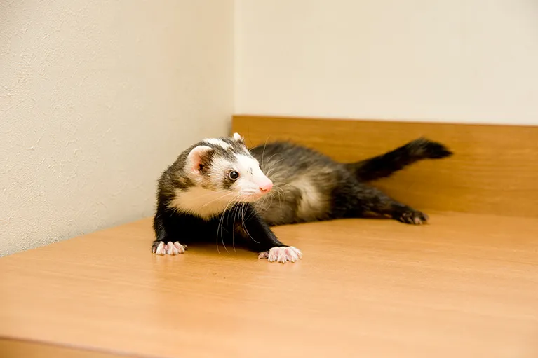 その他の小動物について